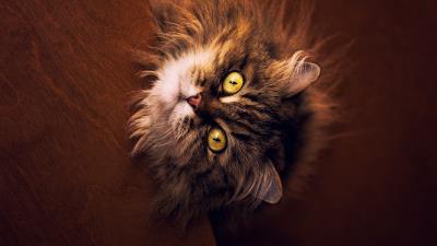 Maine coon cat gray 4k wallpaper