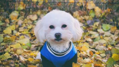 Maltese dog dog muzzle suit 4k wallpaper