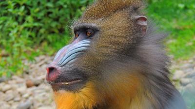 Mandrill monkey muzzle fur 4k wallpaper