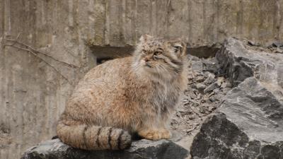 Manul furry stones sit 4k wallpaper