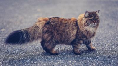 Manx cat fluffy 4k wallpaper