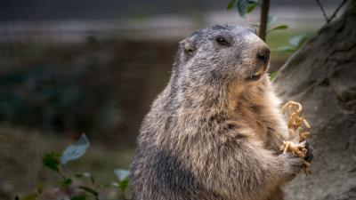 Marmot rodent furry 4k wallpaper