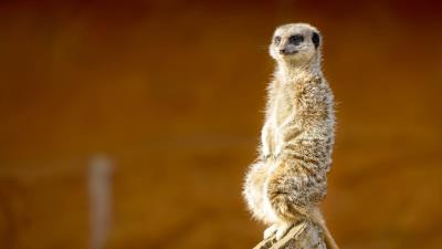 Meerkat animal cute 4k wallpaper