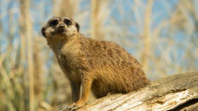 Meerkat animal look 4k wallpaper