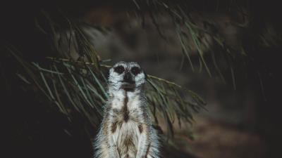 Meerkat animal standing funny 4k wallpaper