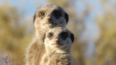 Meerkat animals fear look couple 4k wallpaper