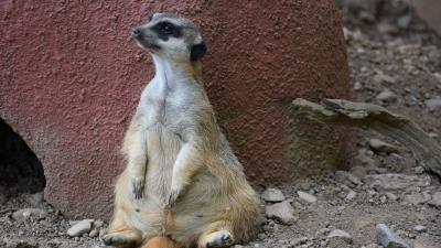 Meerkat sitting cool 4k wallpaper