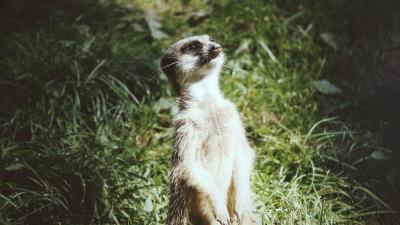 Meerkat standing funny 4k wallpaper