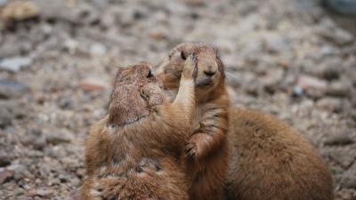 Meerkats couple care 4k wallpaper