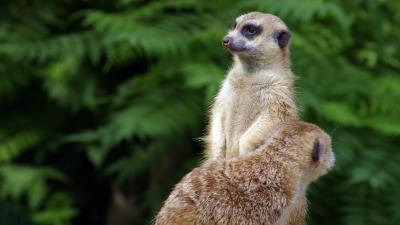 Meerkats couple grass 4k wallpaper