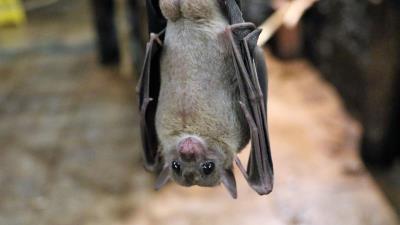 Megabat flying dog mammal 4k wallpaper
