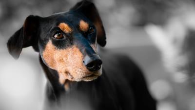 Miniature pinscher dog muzzle 4k wallpaper