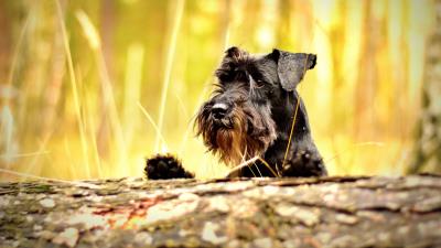 Miniature schnauzer schnauzer dog muzzle 4k wallpaper
