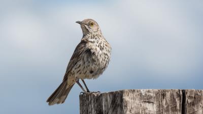 Mockingbird bird tail 4k wallpaper