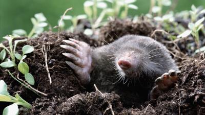 Mole earth dirt grass hole 4k wallpaper