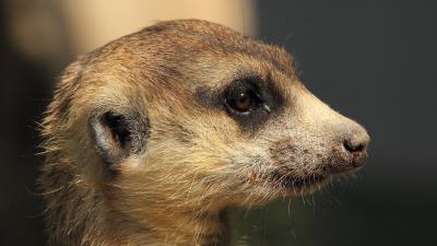 Mongoose meerkat muzzle 4k wallpaper