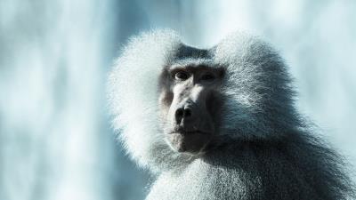 Monkey baboon muzzle fluffy 4k wallpaper