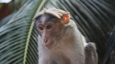 Monkey branch tree animal 4k wallpaper