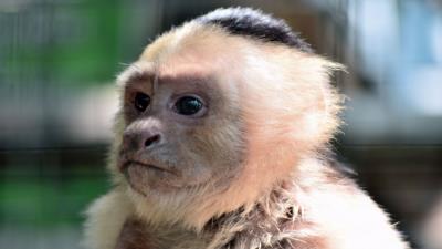 Monkey muzzle cub 4k wallpaper