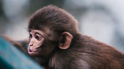 Monkey muzzle funny 4k wallpaper