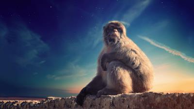 Monkey primate sits 4k wallpaper