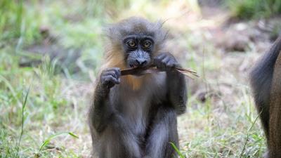 Monkey primate wildlife 4k wallpaper