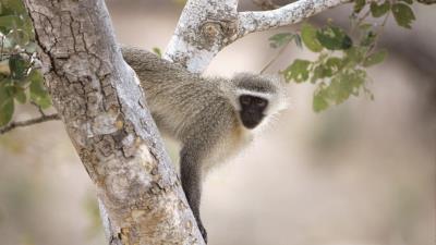 Monkey tree branche 4k wallpaper