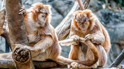 Monkeys couple care 4k wallpaper