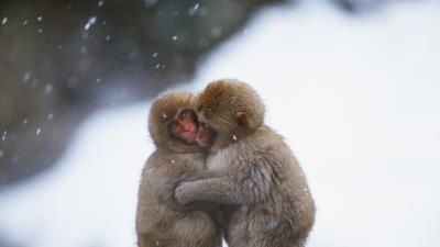 Monkeys couple embrace snow caring 4k wallpaper