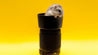 Mouse lens climb rodent 4k wallpaper
