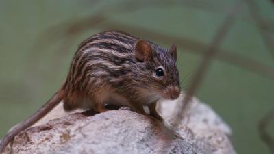 Mouse striped rodent 4k wallpaper