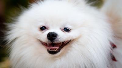 Muzzle dog funny 4k wallpaper