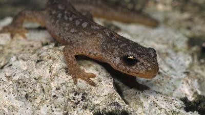 Newt stone amphibia 4k wallpaper