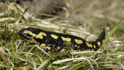 Newt tail gras 4k wallpaper