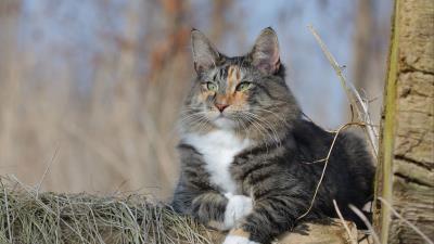 Norwegian forest cat cat fluffy 4k wallpaper