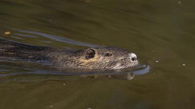 Nutria rodent water swim 4k wallpaper
