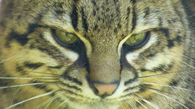 Ocelot cat spotted muzzle 4k wallpaper