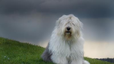 Old english sheepdog bobtail nature grass dog 4k wallpaper