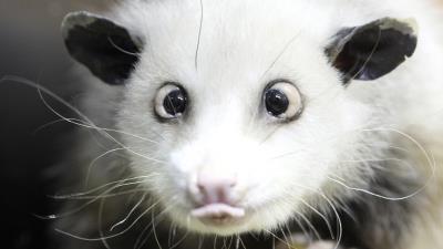 Opossum face tongue hair 4k wallpaper
