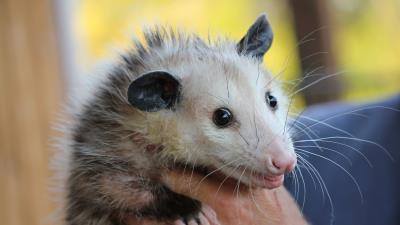 Opossum rodent face hands 4k wallpaper