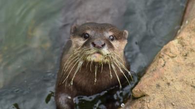 Otter muzzle cute water 4k wallpaper
