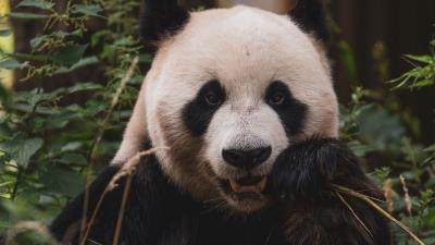 Panda animal face 4k wallpaper