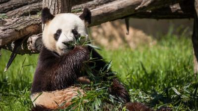 Panda bear bamboo grass 4k wallpaper