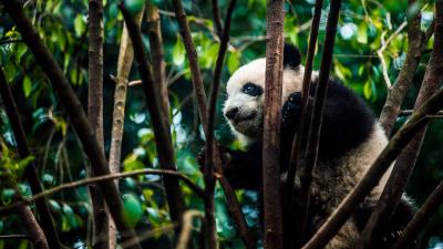 Panda bear bamboo 4k wallpaper