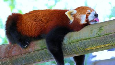 Panda lesser panda red panda branch rest sleep 4k wallpaper