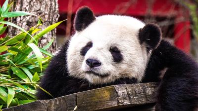 Panda sleeping cute 4k wallpaper