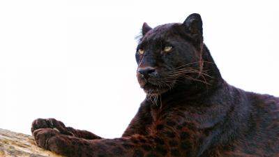 Panther paw lie down predator big cat 4k wallpaper