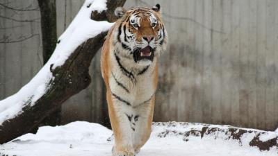 Papa tiger snow 4k wallpaper