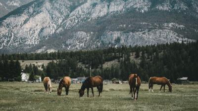 Pasture horses mountains 4k wallpaper