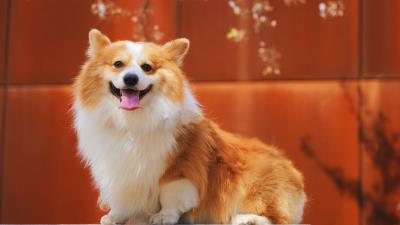 Pembroke welsh corgi welsh corgi dog 4k wallpaper